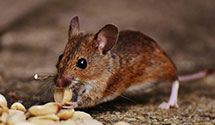 24 Hour & Emergency Exterminators in Central, PA